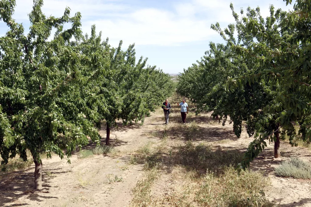 ⏯️ Regants del Segarra-Garrigues: "Haurem de repartir l'aigua d'una setmana per tot el mes. Els arbres no sobreviuran"