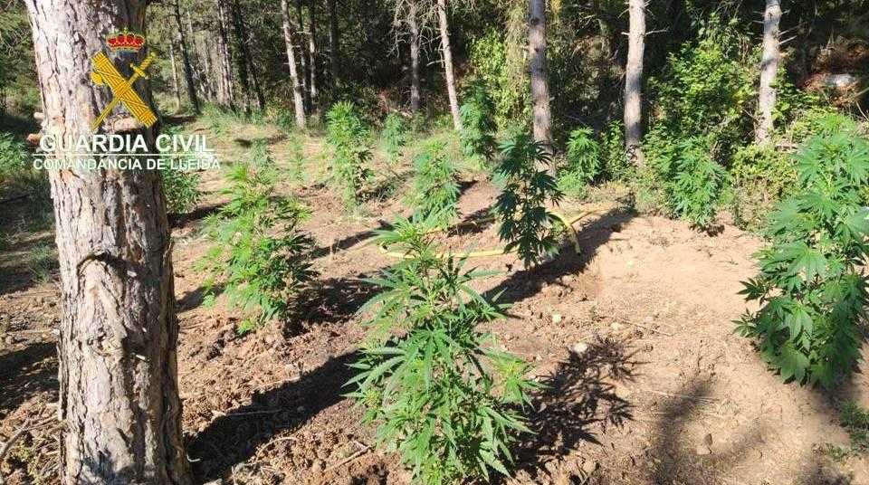 La Guàrdia Civil confisca 2.000 plantes de marihuana a la Noguera