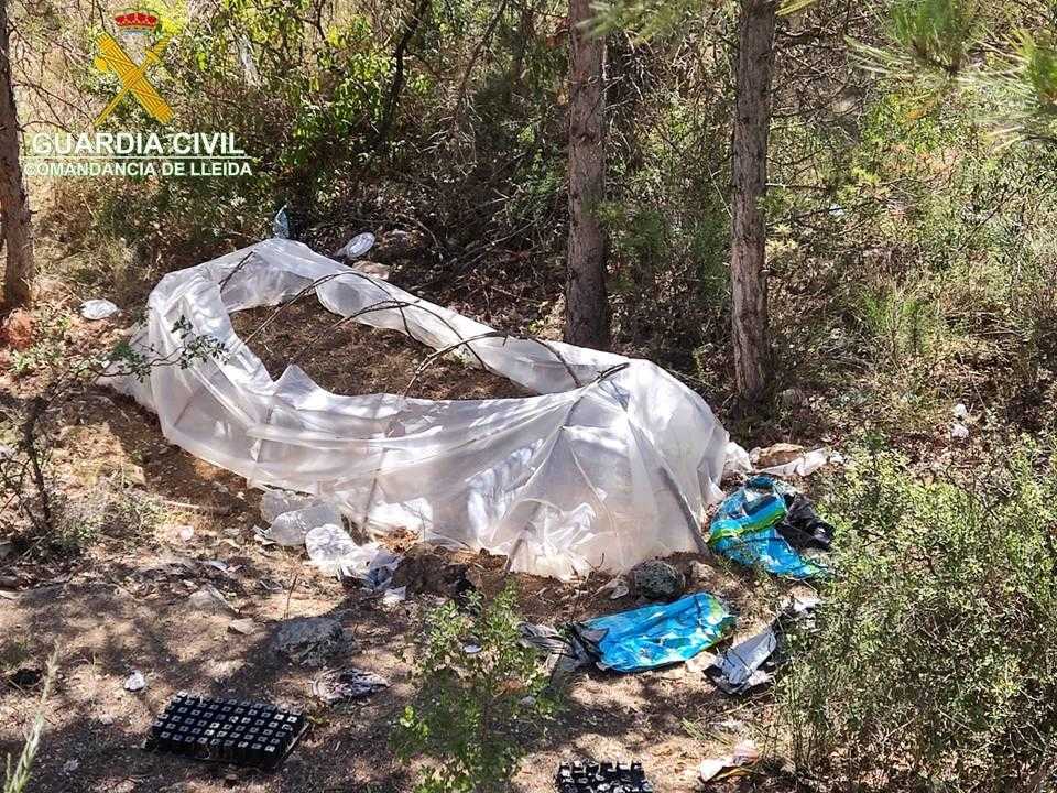 La Guàrdia Civil confisca 2.000 plantes de marihuana a la Noguera