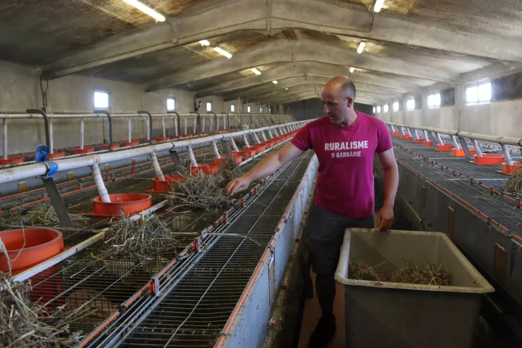 ⏯️ Neix la marca 'Conills de Pagès' a tres explotacions del Solsonès i la Segarra