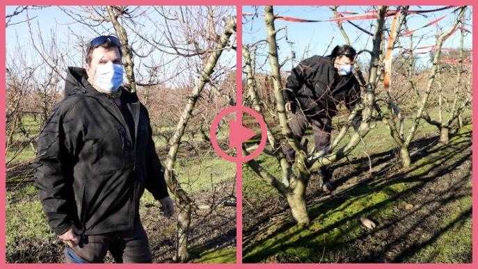 ⏯️ Les nevades del temporal Filomena ajudaran a millorar la producció de cereals i fruiters