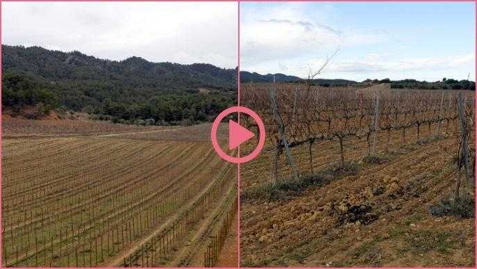 ⏯️ Denuncien la "massificació" de centrals eòliques i solars a Lleida