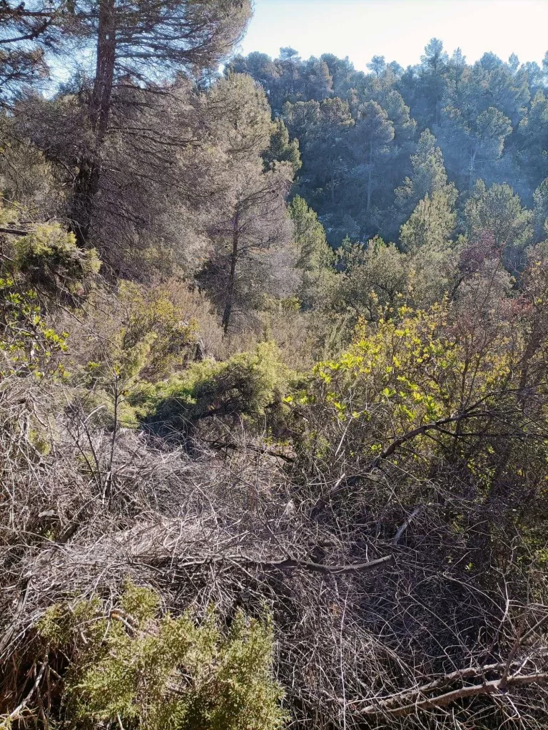 Les Garrigues Altes denuncien l'incompliment de compromisos en la gestió forestal
