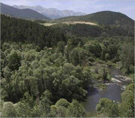 Els boscos del Pirineu produeixen ja fins a 250 quilos de bolets per hectàrea