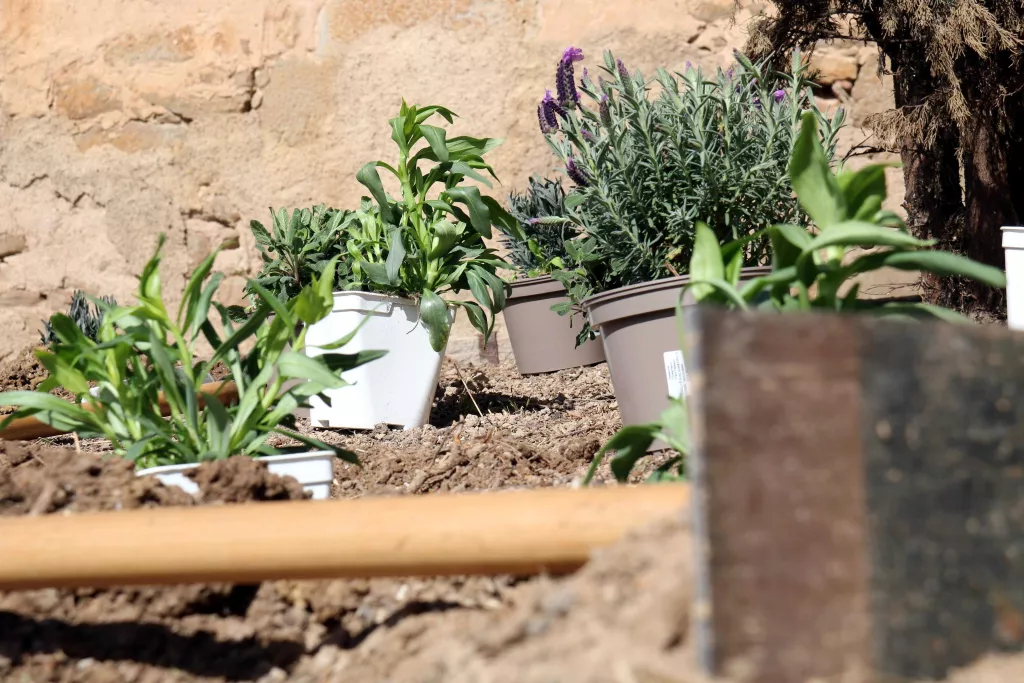 ⏯️ Un centenar d'alumnes traslladen 20.000 abelles des de Viladecans fins a Riner per salvar-les