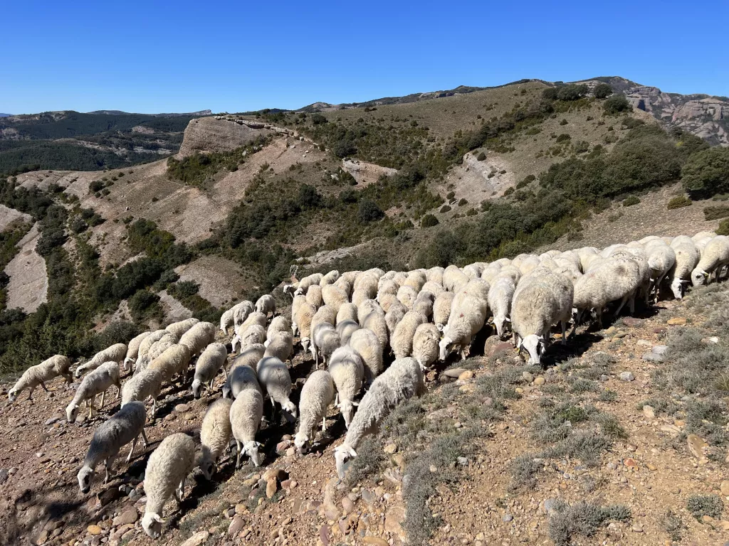 ⏯️ Tremp divulgarà els "superpoders" del corder durant la Fira Pallars
