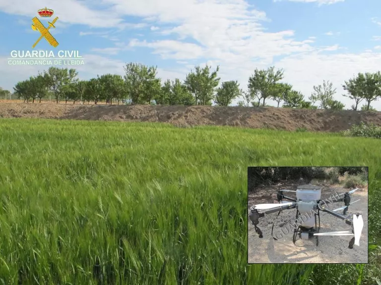 Investiguen un pilot de dron d’una empresa de Tarragona per danys a fruiters i a un sembrat de la Noguera