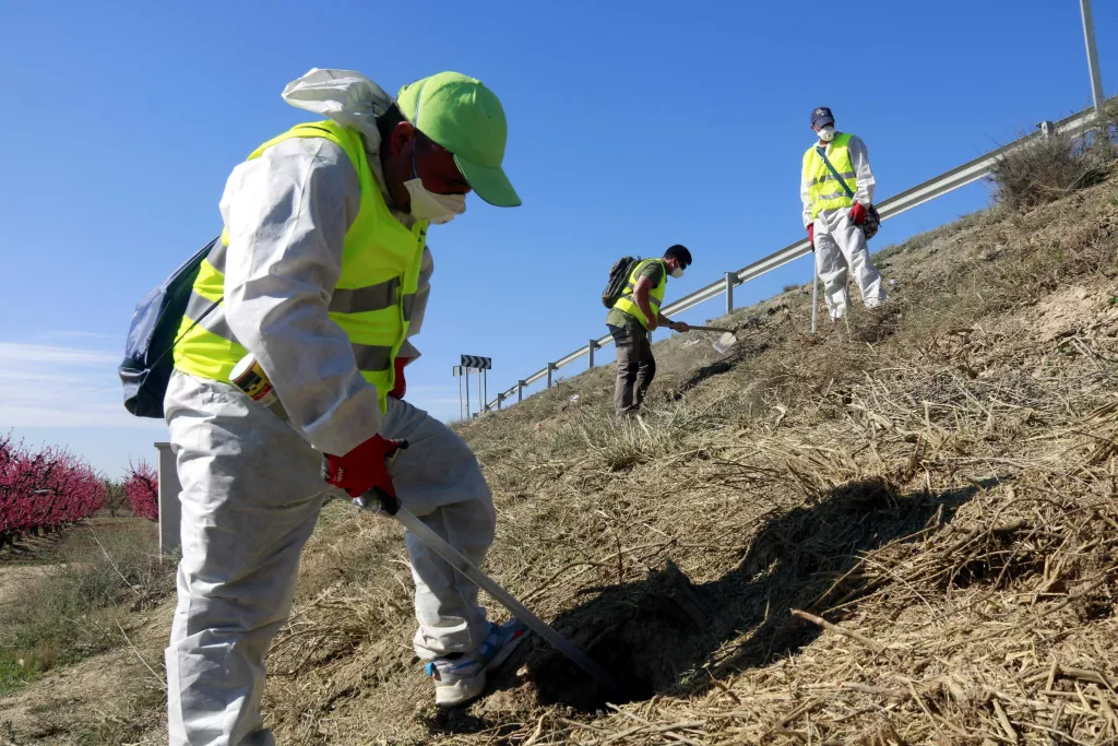 ⏯️ Inicien l'aplicació del fosfur d'alumini en carreteres per fer front a la plaga de conills