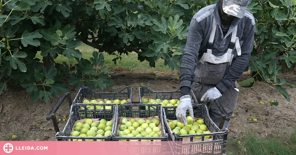 ⏯️ Alguaire comença la campanya de la figa amb més producció i bona qualitat dels fruits