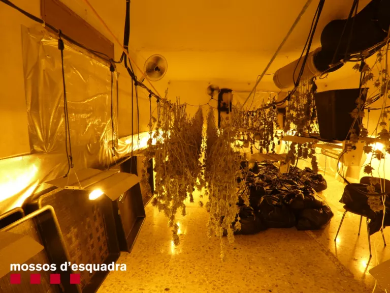 Els Mossos d'Esquadra detenen un home a Térmens per cultivar 300 plantes de marihuana