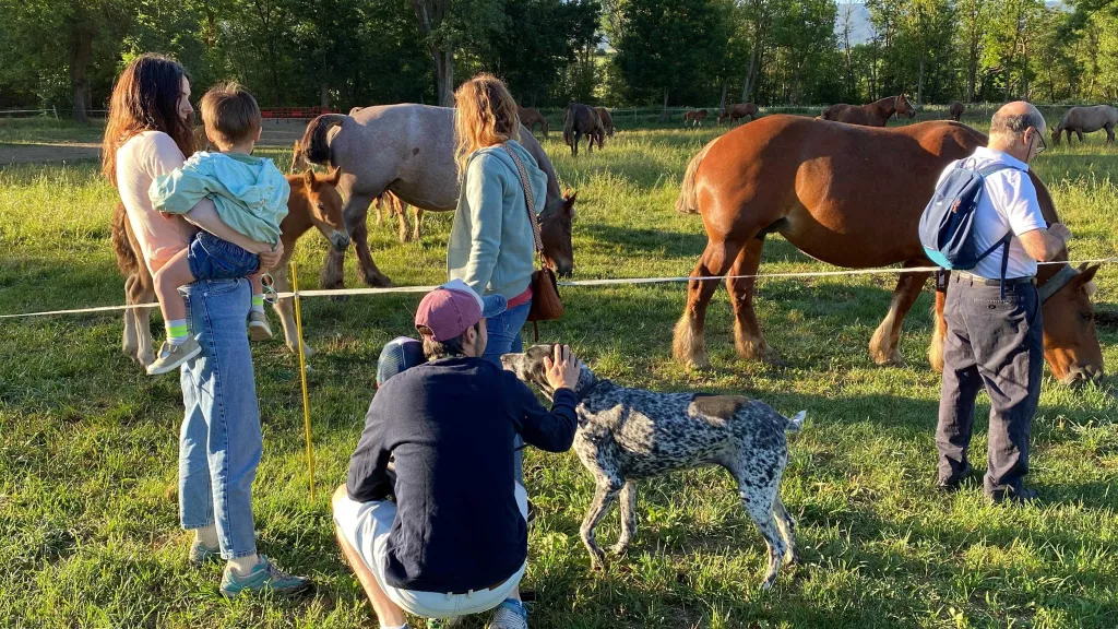 ⏯️ Prop de cent persones acompanyen el bestiar de Llívia en el camí de la transhumància