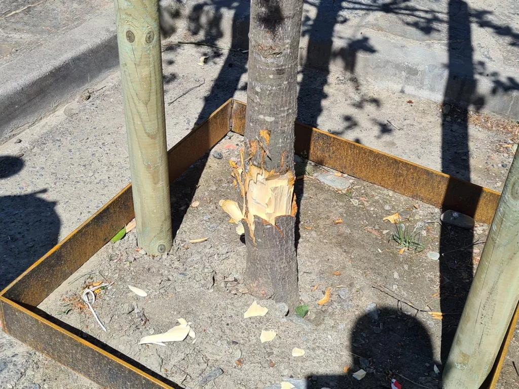 Una vintena d'arbres malmesos arran d'un acte vandàlic a Sort
