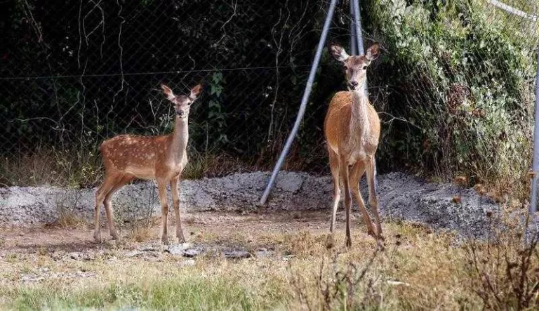 Centenars de reserves a les portes de la temporada de la brama del cérvol