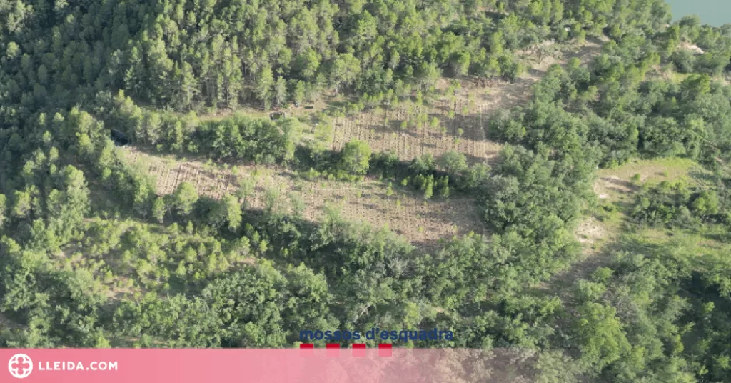 Els Mossos d'Esquadra desmantellen una macroplantació de marihuana a Coll de Nargó