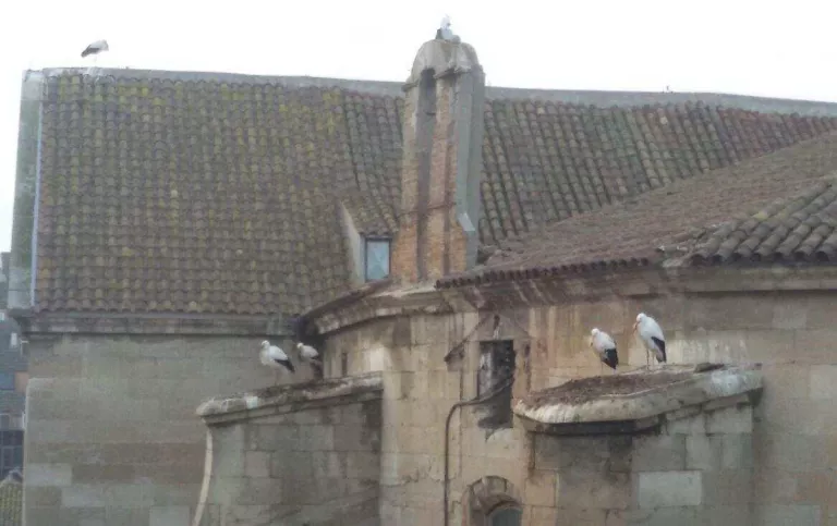 Un informe certifica que les cigonyes causen greus danys a la Catedral