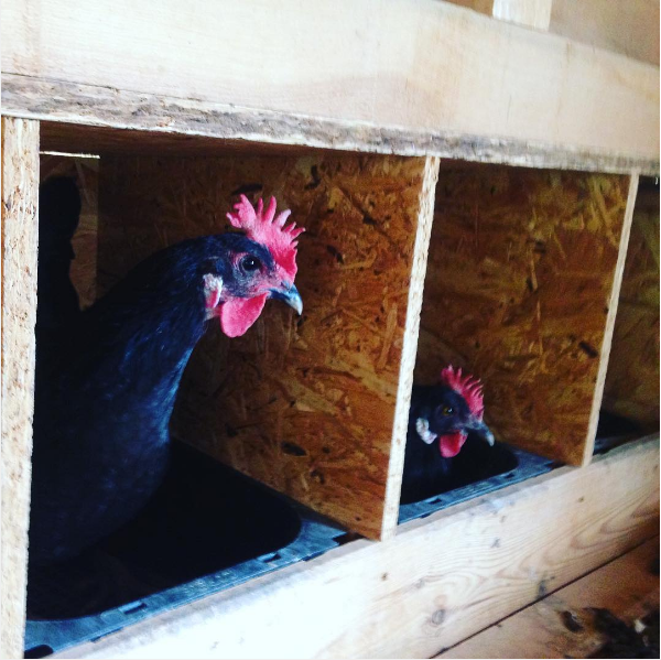 Lleida compta amb una granja d'ous ecològics de gallines negres