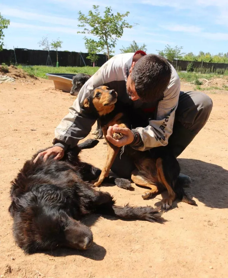 Protectores d'animals: convertir una condemna en voluntariat