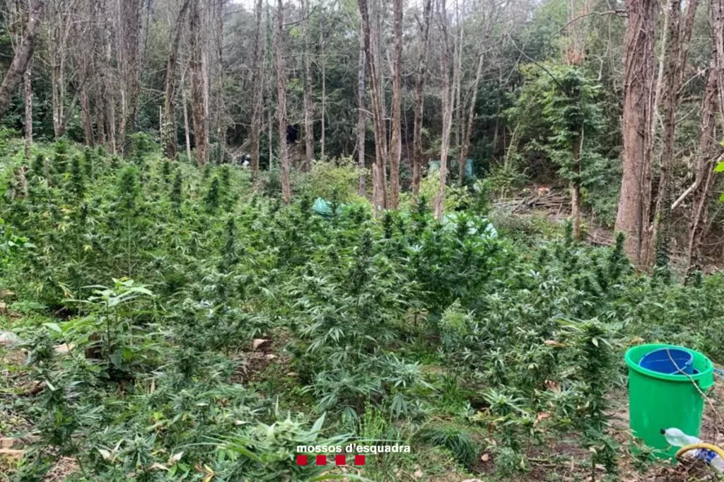 Detinguts sis homes que vivien en un campament en el bosc per cuidar una plantació de marihuana