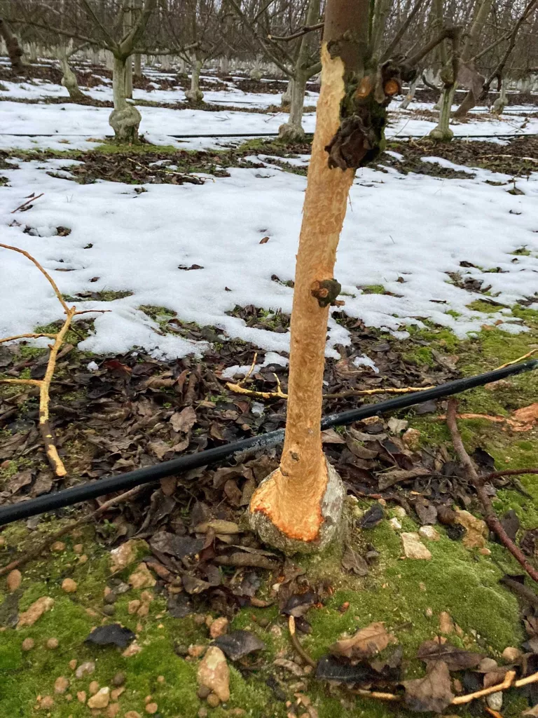 JARC demana mesures per posar fi a les plagues de fauna salvatge que destrossen els cultius