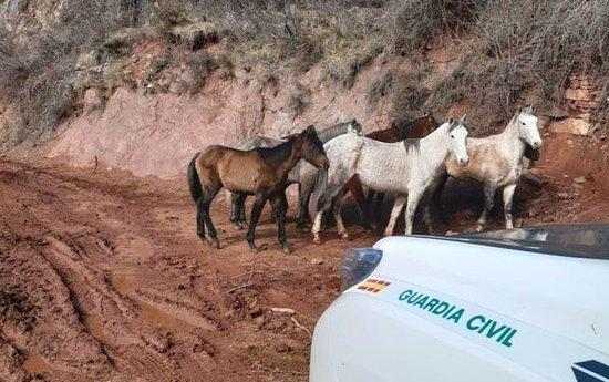 Denunciat per tenir vuit cavalls desnodrits a Soriguera