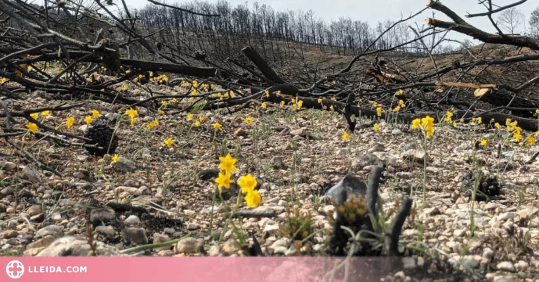 Un estudi liderat per la UdL assegura que la sequera limita la recuperació dels boscos afectats per incendis