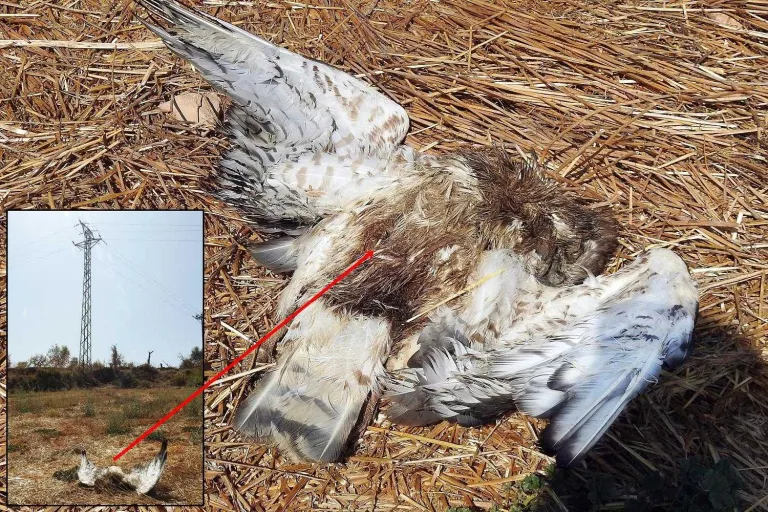 Ipcena denuncia Endesa per la mort de dos àguiles electrocutades a la Granadella
