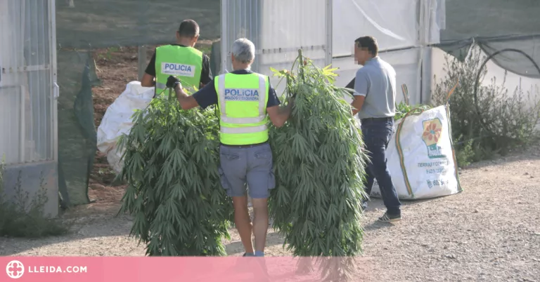 Els Mossos detenen un segon implicat en la macroplantació de marihuana d'Almatret