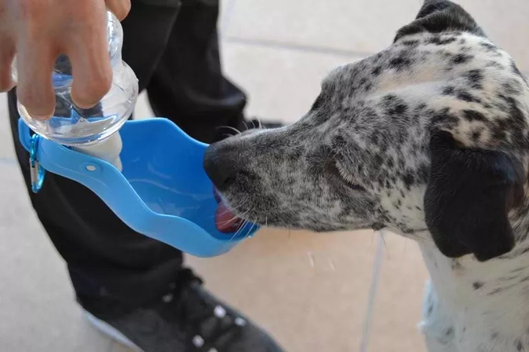 Què és el cop de calor i com evitar-lo en gossos