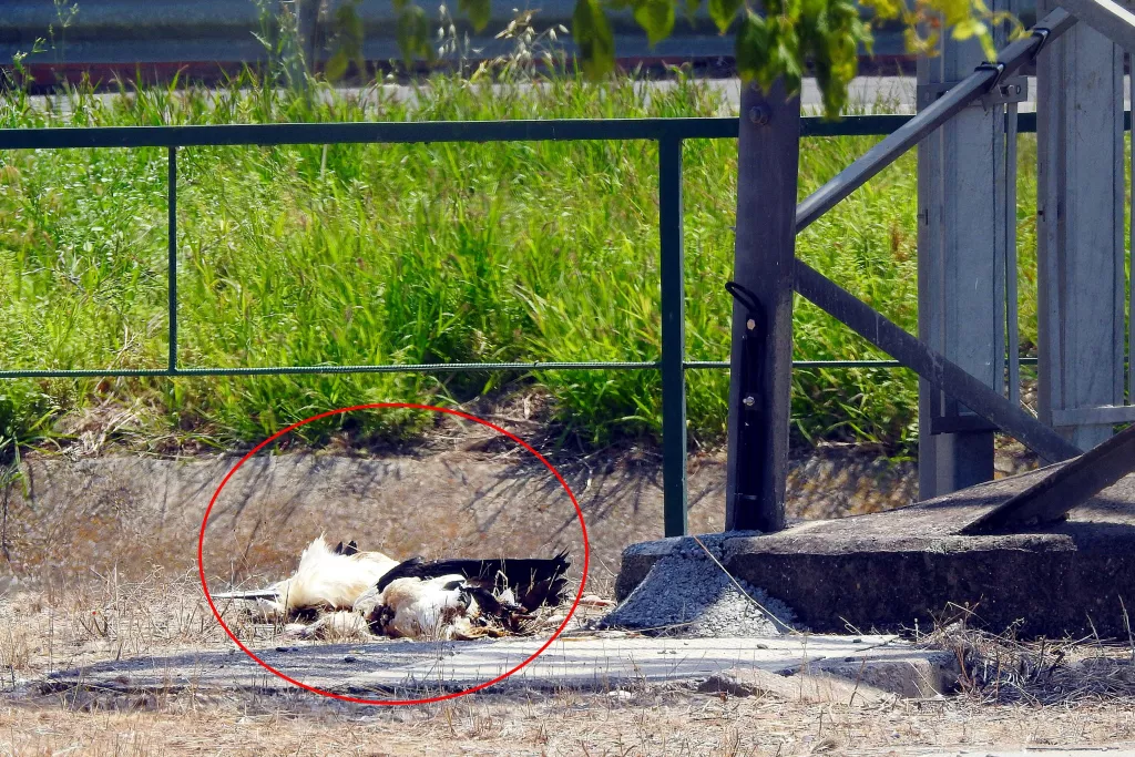 Ipcena denuncia Endesa per la mort de dues cigonyes electrocutades a Lleida