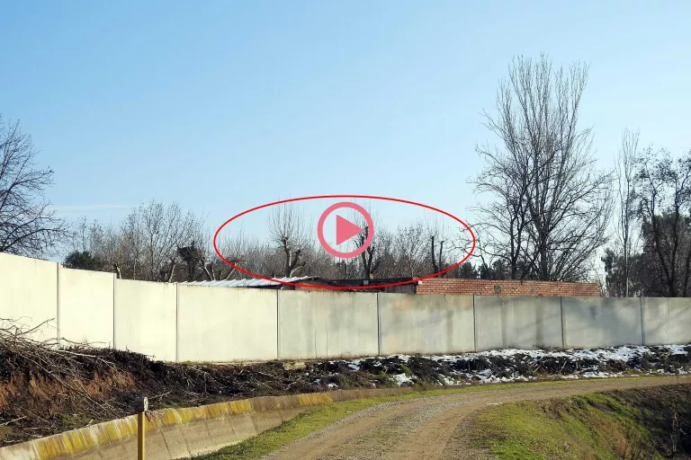 ⏯️ Ipcena denúncia l'esporgada d'arbres amb nius de cigonyes al Centre de Vallcalent