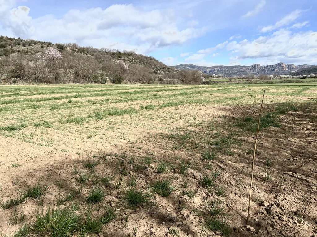 ⏯️ El Pallars Jussà sensibilitza a pagesos cap a nous cultius rendibles amb el canvi climàtic