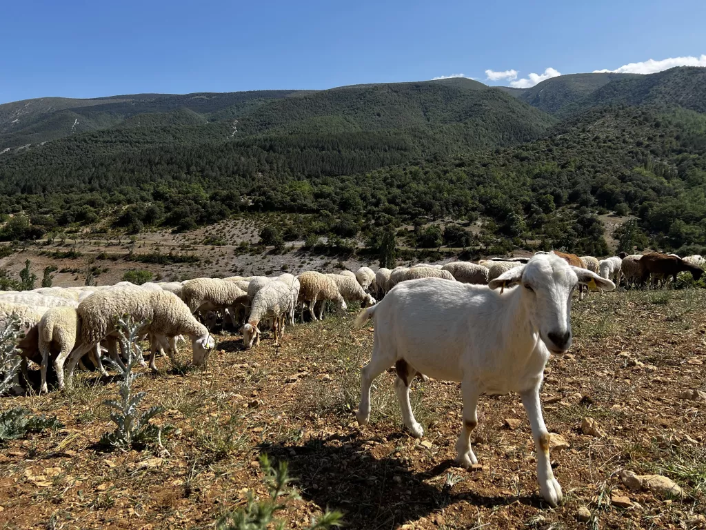 ⏯️ Els ramaders del Pallars Jussà demanen al Govern ajuda per buscar farratge