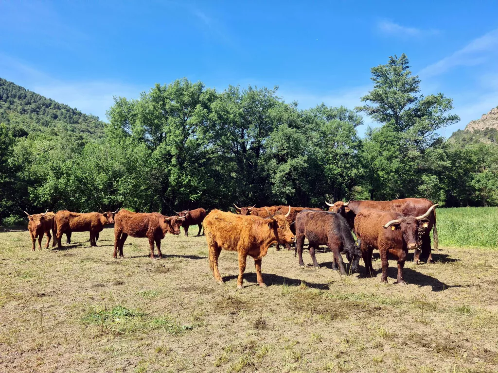 ⏯️ Constaten que la carn d'animals engreixada a base de pastures és més saludable que amb pinso