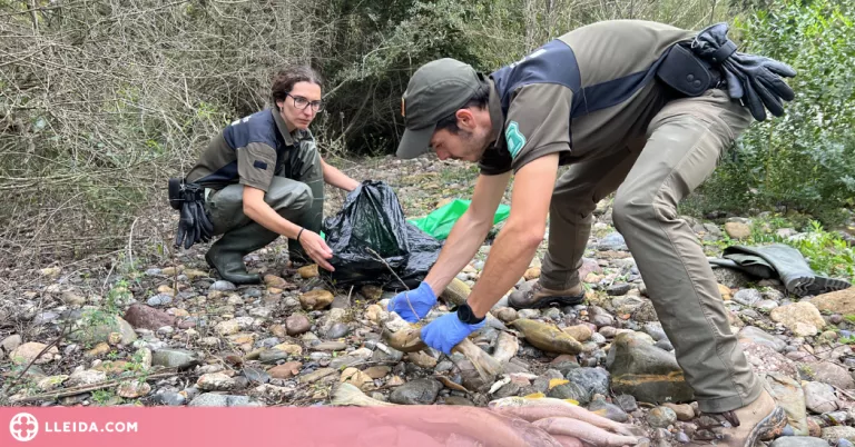 Els Agents Rurals confirmen que la causa de la mort dels peixos a la Noguera Pallaresa va ser per falta d'oxigen