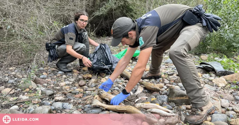 Els Agents Rurals i l'ACA investiguen la mort de peixos al tram de Talarn de la Noguera Pallaresa