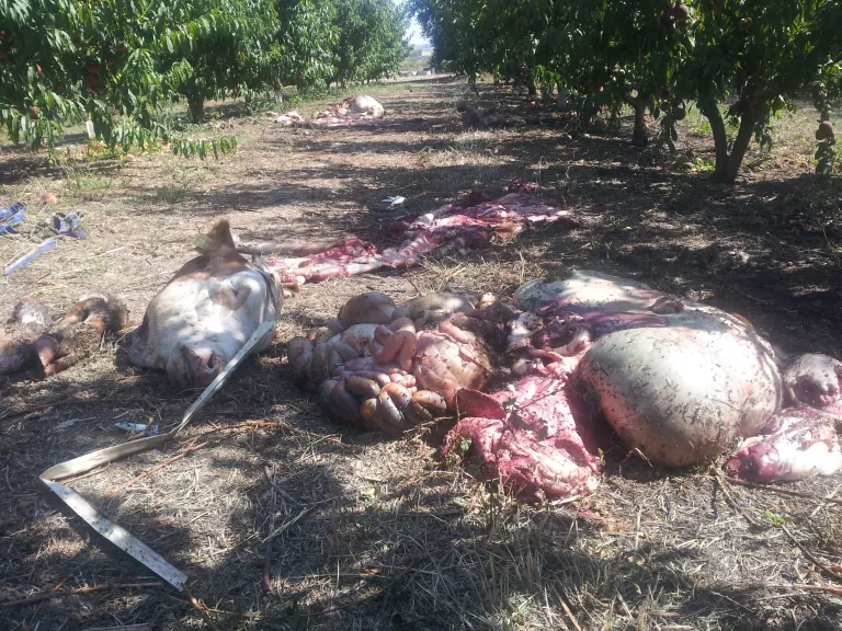 Robatori a una granja amb maltractament animal