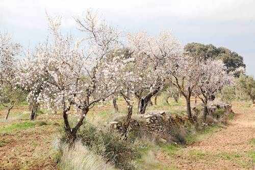 El Govern planteja un fons de garantia per a explotacions agràries afectades per diferents adversitats