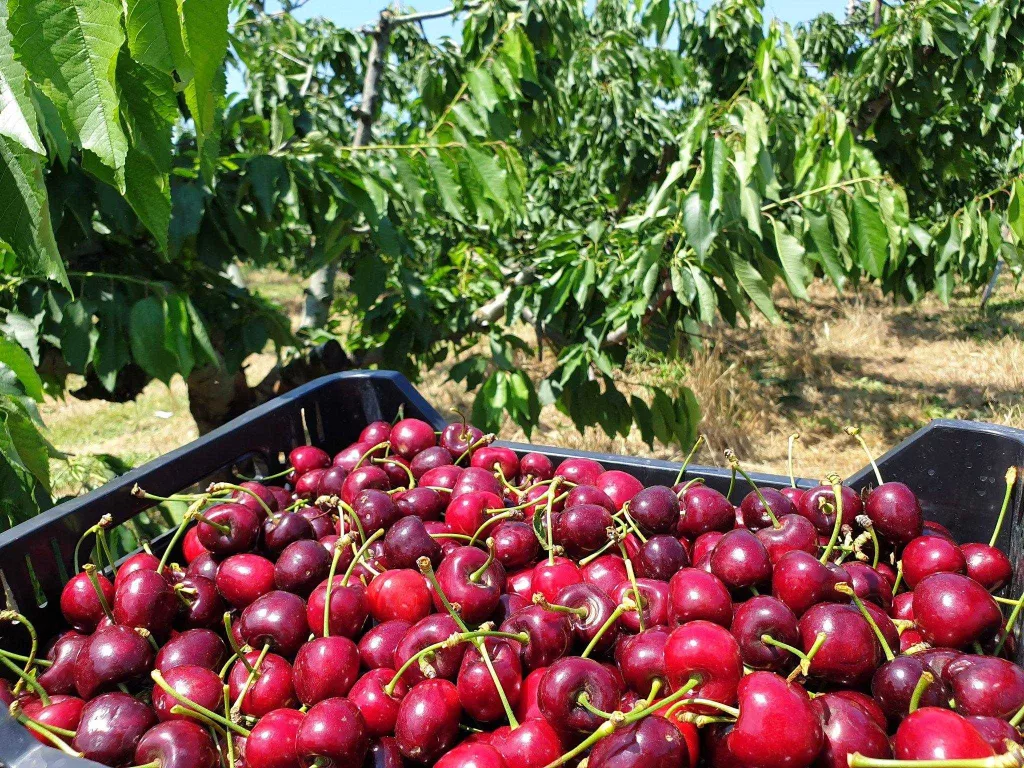 UP demana que el sector agrari pugui treballar amb "normalitat"