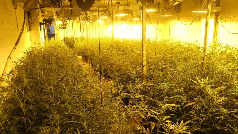 Dos germans detinguts a Castellnou de Seana per cultivar marihuana