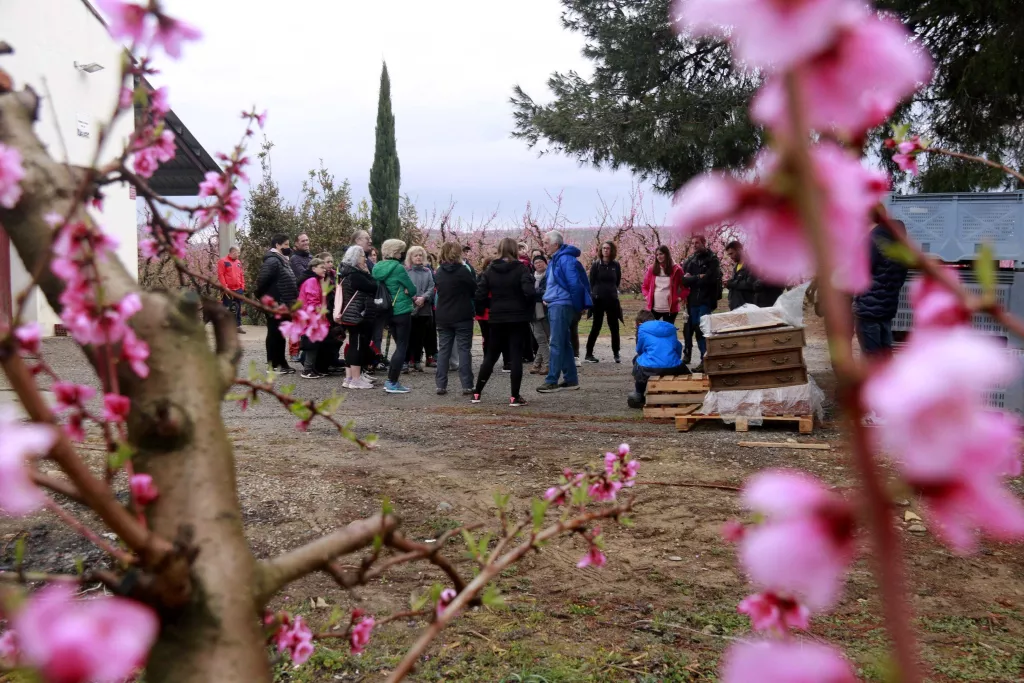 ⏯️ Massalcoreig ensenya la floració i els escenaris on es va rodar 'Alcarràs'