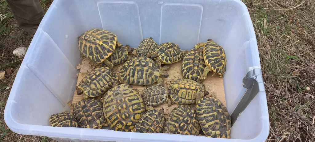 Alliberen 33 tortugues mediterrànies en una reserva de les Garrigues