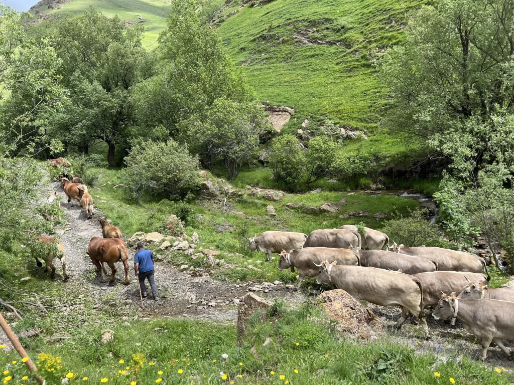 ⏯️ La sequera no impedeix que més d'un miler de vaques pugin a la muntanya a passar l'estiu