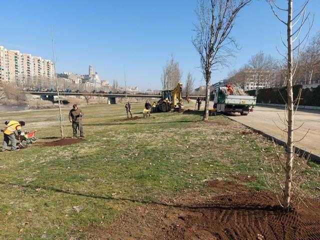 Planten 60 xops al parc del Segre de Lleida i inicien un procés de regeneració de la zona