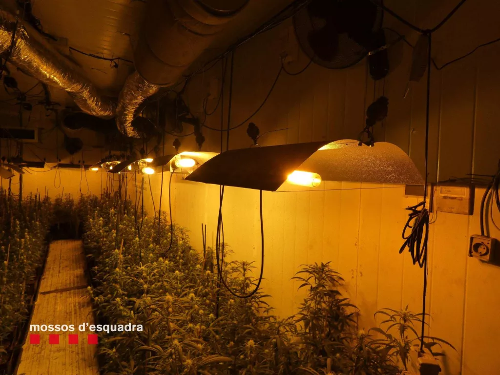 Detingut un home per cultivar 1.001 plantes de marihuana a l’interior d’una nau industrial