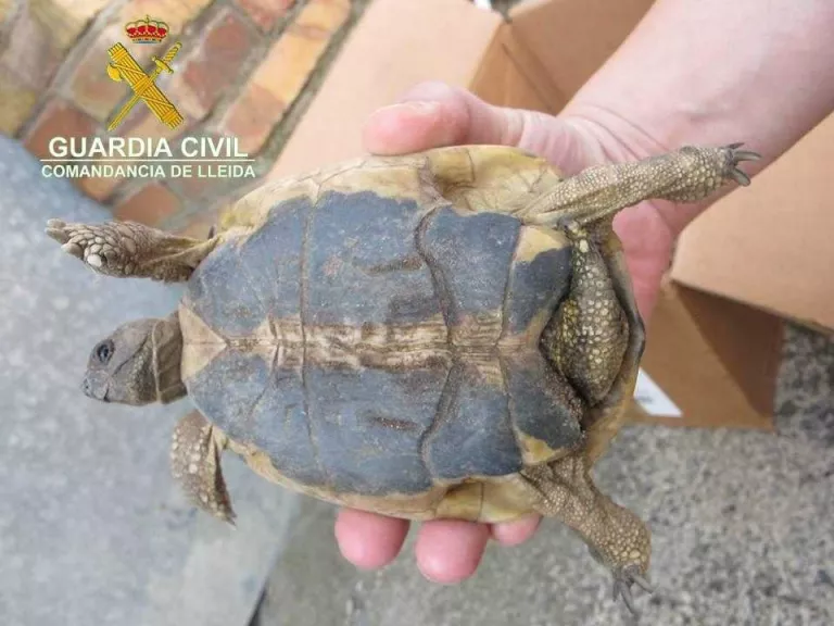Recuperen quatre tortugues mediterrànies en un domicili de Térmens