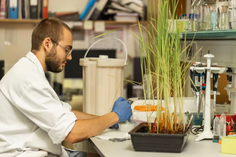 Lleida es reforça com a referent en recerca agroalimentària amb un centre pioner d’edició genòmica de cereals