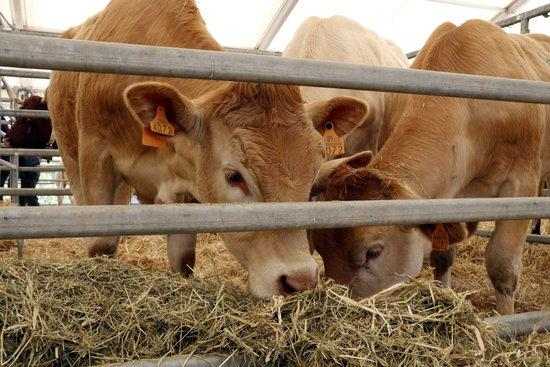 La Fira de Sant Isidre s'anul·la per la crisi del coronavirus