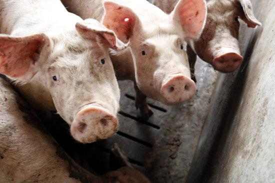La renda agrària creix el 2019 un 5,4% a preus corrents, segons Agricultura