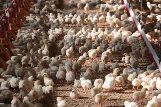 La calor redueix la productivitat a les granges i n'incrementa la despesa elèctrica
