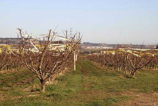 S'amplia el termini per collir de fruita de pinyol com a conseqüència de la Covid-19